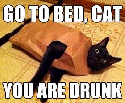 go to bed cat.jpg